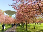 kokemuksia kirsikkapuisto roihuvuori helsinki