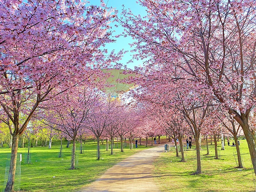hanami roihuvuoren kirsikkapuisto helsinki